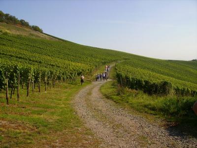 Weinwanderung an der Nahe